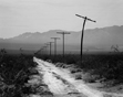 Bent Telephone Pole
