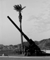Palm and Canon