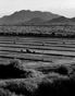 Feild and Mountains 2