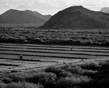 Feild and Mountains 3