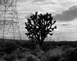 Joshua Tree