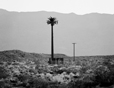 Palm and Cell Tower
