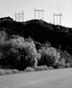 Road Trees and Power Lines
