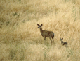 Mule Deer