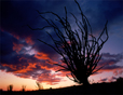Ocotillo at Sunrise