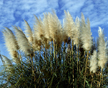 Pampas Grass