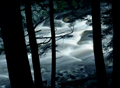 Rivers and Trees
