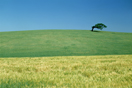 Tree an Hill