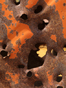 Gas Can 4